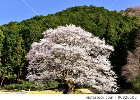 Tea plantations and light ink cherry blossoms in the Takehara area Tea plantations and light ink cherry blossoms in the Takehara area 90820108