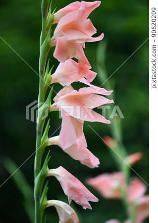 Gladiolus early summer 90820209