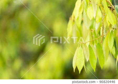 Fresh green image / background material Fresh green image / background material 90820446