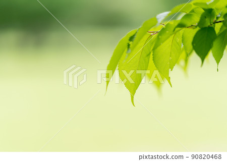 Fresh green image / background material 90820468