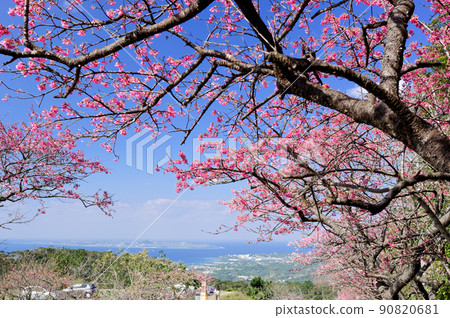 八重岳櫻花節和伊江島 90820681