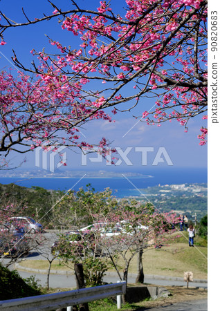 八重岳櫻花節和伊江島 90820683