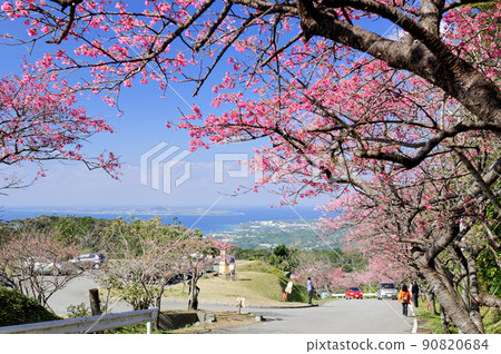 八重岳櫻花節和伊江島 90820684