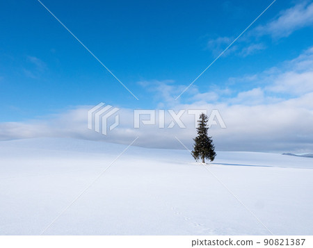 A coniferous tree like a Christmas tree standing on a snowy hill 90821387