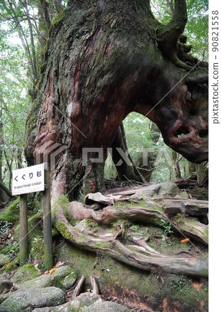 屋久島的杉（白谷雲水峽） 90821558