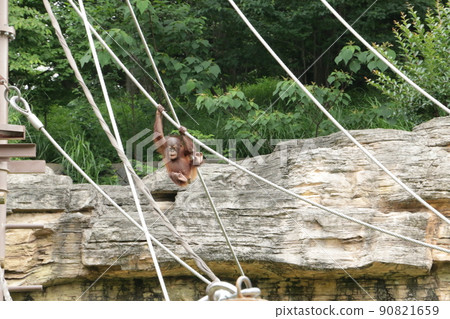 Orangutan kid playing with a rope Orangutan kid playing with a rope 90821659