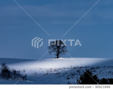 Trees on the hills illuminated by the winter sun shining through the gaps in the clouds 90821666
