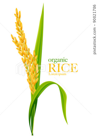 Rice realistic vector illustration 90821786