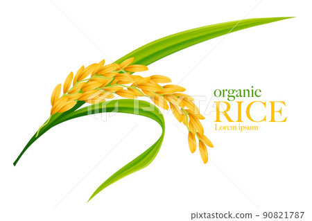Rice realistic vector illustration 90821787