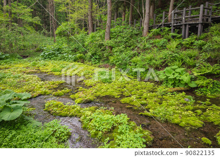 Himekawa headwaters point [Early summer Himekawa headwaters nature exploration garden] 90822135