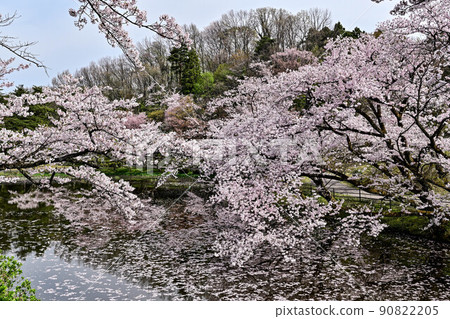 Mt. Utatsu in full bloom 90822205