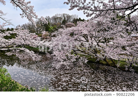 Mt. Utatsu in full bloom 90822206