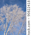 Rime on a birch tree shining in the morning sunlight in the blue sky in winter 90822418