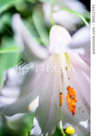 京都府筱百合 和知山野花林 90822545