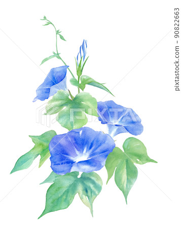 藍色牽牛花花。水彩插圖。垂直的。向量。 90822663