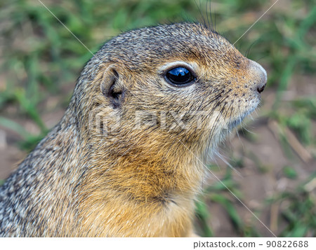 Profile portrait of a gopher on the lawn. Close-up. 90822688