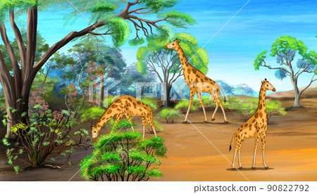 Giraffes Grazing in the Savannah Giraffes Grazing in the Savannah 90822792