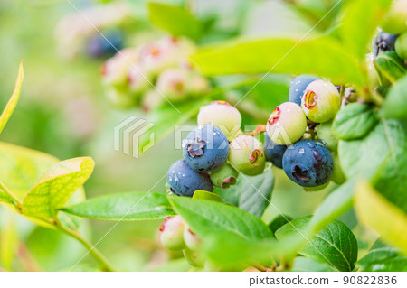 開始變色的藍莓 開始變色的藍莓 90822836