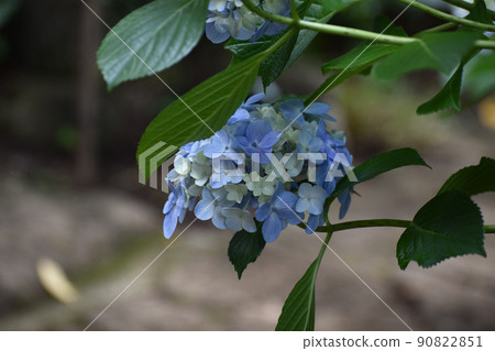 在雨季開花的藍色繡球花 在雨季開花的藍色繡球花 90822851