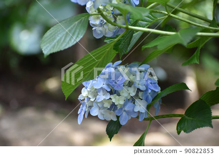 在雨季開花的藍色繡球花 在雨季開花的藍色繡球花 90822853
