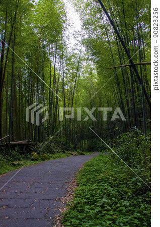 竹林,森林,步道,Bamboo, forest,Bamboo trail,竹、森林、竹トレイル 竹林,森林,步道,Bamboo, forest,Bamboo trail,竹、森林、竹トレイル 90823256