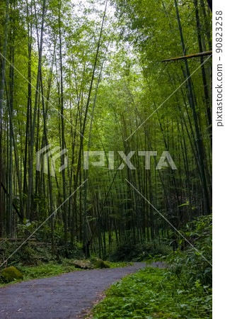 Bamboo forest, forest, trail, Bamboo, forest, Bamboo trail, bamboo, forest, bamboo raft Bamboo forest, forest, trail, Bamboo, forest, Bamboo trail, bamboo, forest, bamboo raft 90823258