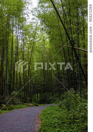 竹林，森林，步道,Bamboo, forest,Bamboo trail，竹、森林、竹トレイル 90823269