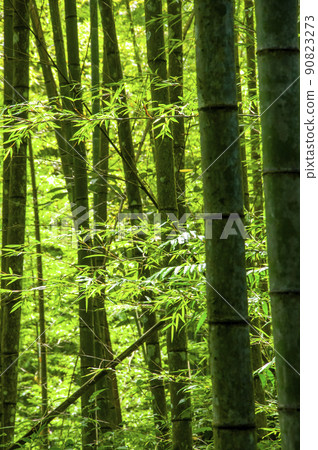 竹林，森林，步道,Bamboo, forest,Bamboo trail，竹、森林、竹トレイル 90823273