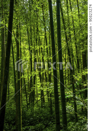 Bamboo forest, forest, trail, Bamboo, forest, Bamboo trail, bamboo, forest, bamboo raft Bamboo forest, forest, trail, Bamboo, forest, Bamboo trail, bamboo, forest, bamboo raft 90823274