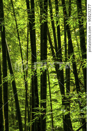 竹林，森林，步道,Bamboo, forest,Bamboo trail，竹、森林、竹トレイル 90823277