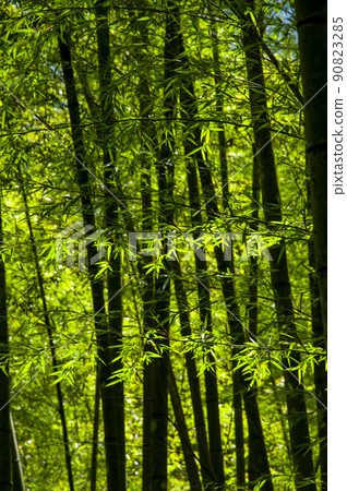 竹林，森林，步道,Bamboo, forest,Bamboo trail，竹、森林、竹トレイル 90823285
