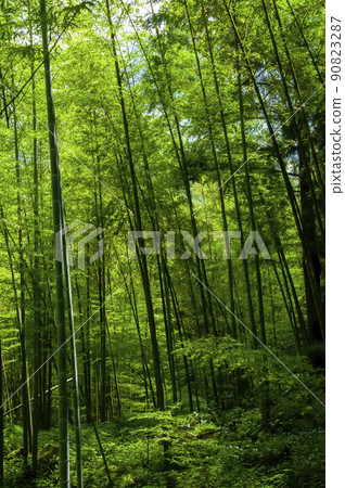  Bamboo forest, forest, trail, Bamboo, forest, Bamboo trail, bamboo, forest, bamboo raft 90823287