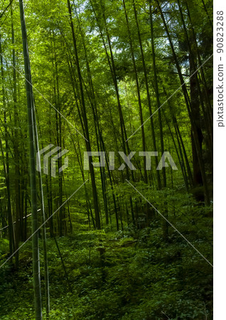  Bamboo forest, forest, trail, Bamboo, forest, Bamboo trail, bamboo, forest, bamboo raft 90823288