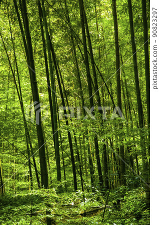 竹林，森林，步道,Bamboo, forest,Bamboo trail，竹、森林、竹トレイル 90823297