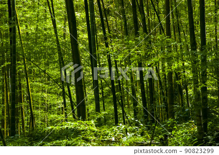 竹林,森林,步道,Bamboo, forest,Bamboo trail,竹、森林、竹トレイル 竹林,森林,步道,Bamboo, forest,Bamboo trail,竹、森林、竹トレイル 90823299