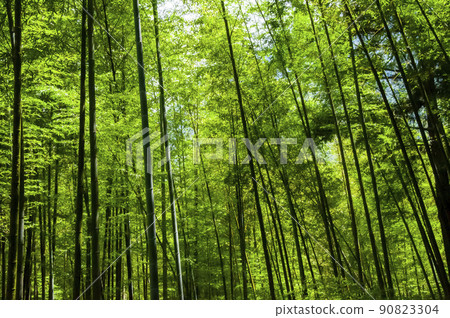 竹林，森林，步道,Bamboo, forest,Bamboo trail，竹、森林、竹トレイル 90823304
