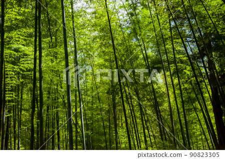 竹林,森林,步道,Bamboo, forest,Bamboo trail,竹、森林、竹トレイル 竹林,森林,步道,Bamboo, forest,Bamboo trail,竹、森林、竹トレイル 90823305