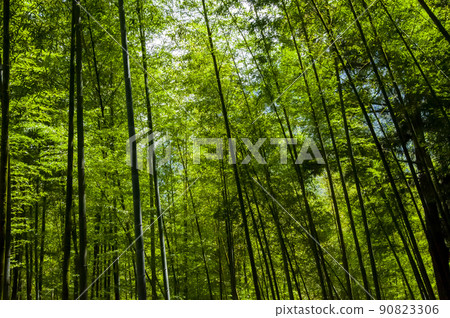 竹林，森林，步道,Bamboo, forest,Bamboo trail，竹、森林、竹トレイル 90823306