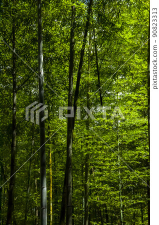 竹林,森林,步道,Bamboo, forest,Bamboo trail,竹、森林、竹トレイル 竹林,森林,步道,Bamboo, forest,Bamboo trail,竹、森林、竹トレイル 90823313