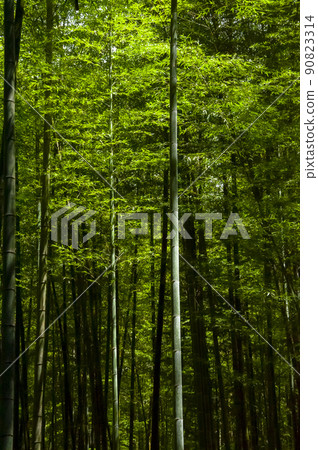 竹林，森林，步道,Bamboo, forest,Bamboo trail，竹、森林、竹トレイル 90823314