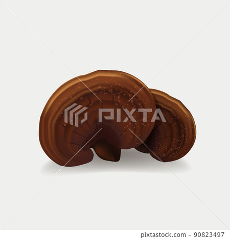 Ganoderma lucidum, Lingzhi Mushroom isolated on white background. vector illustration. China herbal 90823497