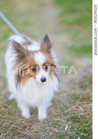 A walk with a fluffy papillon on a sunny day A walk with a fluffy papillon on a sunny day 90824020