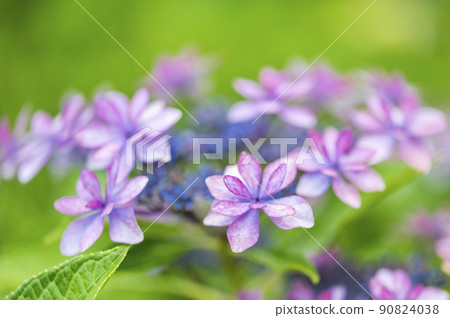 紫色繡球花 紫色繡球花 90824038