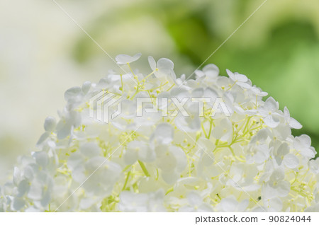 白色繡球花 90824044