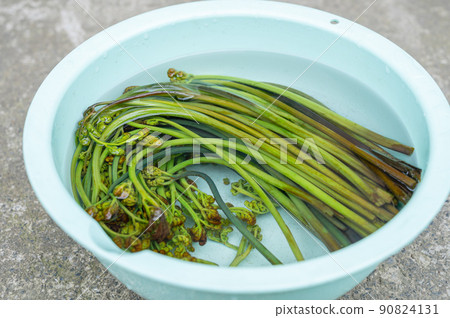 鹼液脫落並浸泡在水中的蕨菜 鹼液脫落並浸泡在水中的蕨菜 90824131