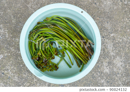 鹼液脫落並浸泡在水中的蕨菜 鹼液脫落並浸泡在水中的蕨菜 90824132