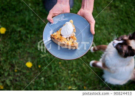 Piece of Fresh homemade Traditional Apple Pie with ice cream outdoors 90824453