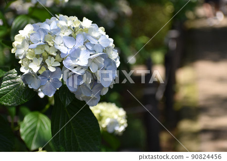 Blue hydrangea blooming on the approach Blue hydrangea blooming on the approach 90824456