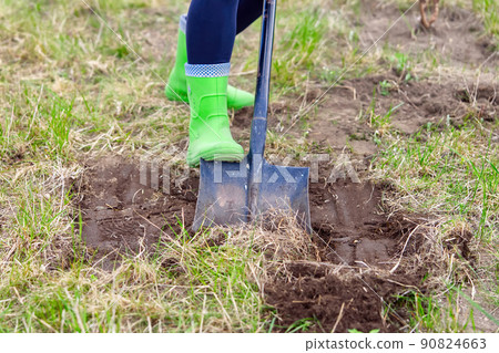 gardener digs soil with shovel in garden, agriculture concept. 90824663