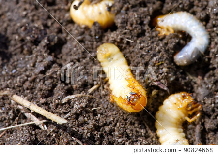 the larva of the may beetle. May Bug Melolontha 90824668